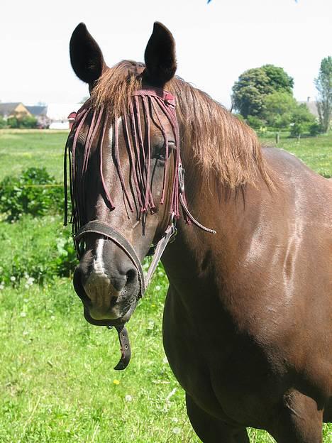 Anden særlig race Cherie > død 30.okt.< - tja... - hva ka man si??  d.10.06.06 billede 4