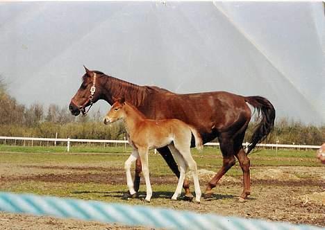 Anden særlig race Cherie > død 30.okt.< - Cherie med sit dejlige hoppe føl Denise (kun ca. én uge gammel) 2000 billede 5