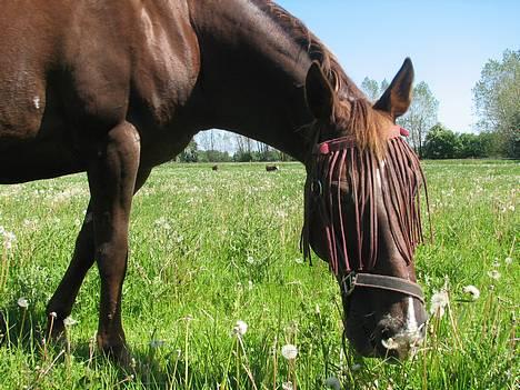 Anden særlig race Cherie > død 30.okt.< - d.10.6.06 billede 8