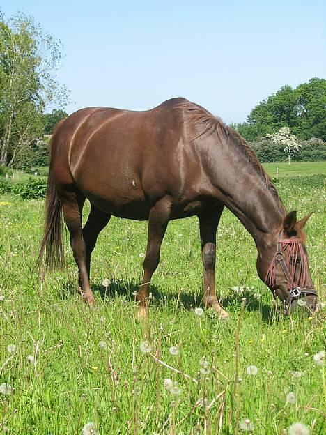 Anden særlig race Cherie > død 30.okt.< - d.10.6.06 billede 9