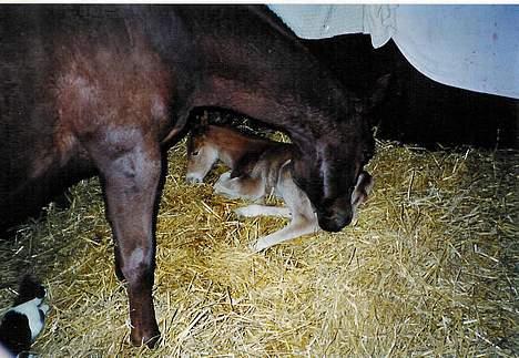 Anden særlig race Cherie > død 30.okt.< - 2000 - få timer efter fødslen =D billede 10