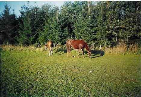Anden særlig race Cherie > død 30.okt.< - nov 2000. Cherie og Denise billede 11