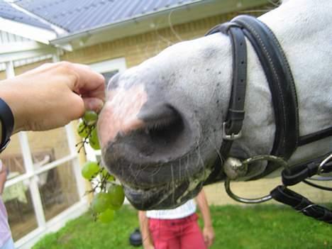 Anden særlig race Søvinds Silvermoon*SOLGT* - sIlver elsker frugt og grøntsager!!! der hvor vi købte ham fik han al verdens frugt og grøntdager.. så hvis vi har lidt gamle bananer, så får han dem. billede 15