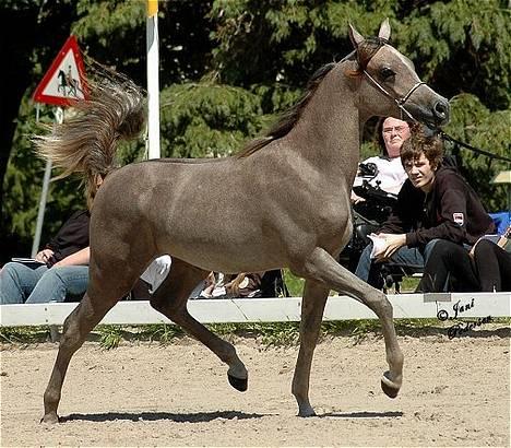 Arabisk fuldblod (OX) WML Wahed (Scid/CA - fri) - Wahed Nat. Championatsshow 2006 billede 12