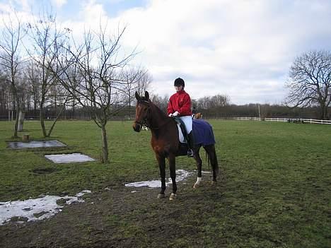 Dansk Varmblod Clayton R.I.P. - Stævne i Killerup, d. 11.02.06, fik en 2. plads i en LC showklasse med 65.41 % billede 13