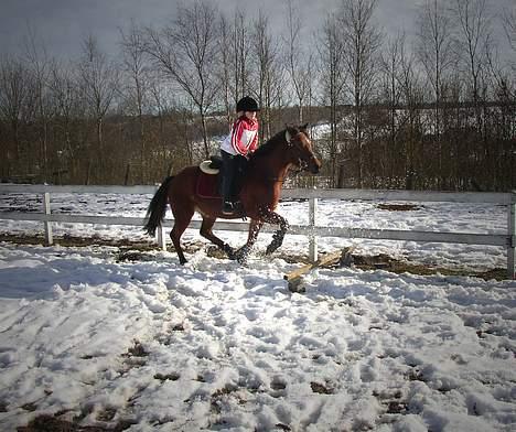 New Forest Egeballes Gori - Gori og jeg tager et lille spring i sneen. billede 2