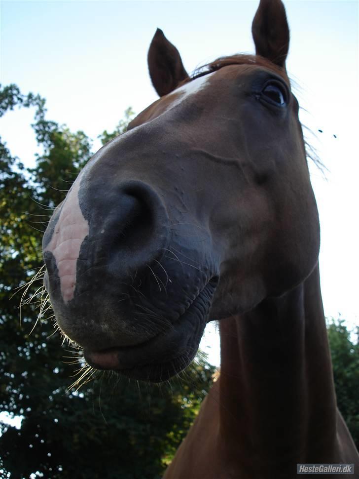 Pinto Araber (OX) Picasso - Velkommen til Picasso´s profil ! <3 billede 1