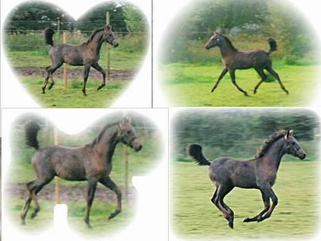 Anden særlig race Moon Shadow *SOLGT* - et lille mix fra da han var en lille dreng, staldens charmetrold. billede 11