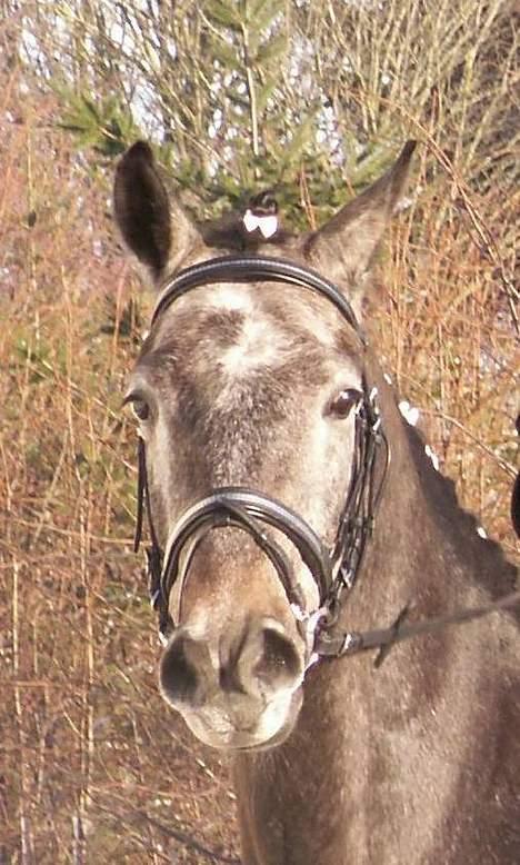 Anden særlig race Moon Shadow *SOLGT* billede 12