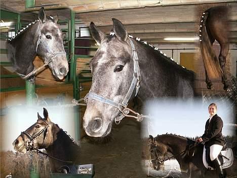 Anden særlig race Moon Shadow *SOLGT* billede 14