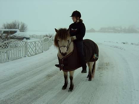 Gotlandsruss  Tarpán´s Ronja <3 - Mig og Rronja <3<333 billede 16