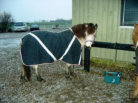 Gotlandsruss  Tarpán´s Ronja <3 billede 18