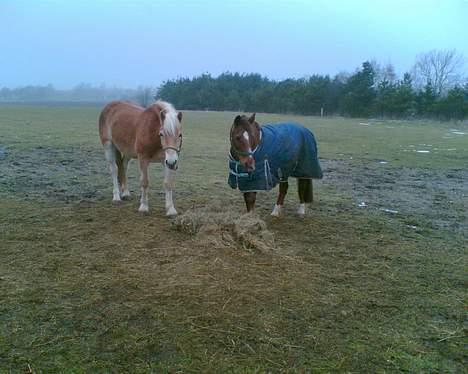 Anden særlig race Nansi R.I.P - Jaa det er så adios og nansi .. De hygger sig sgu dagen lang .. de kan rende rundt og lege det ene øjeblik .. og stå og nusse det næste :p de er bare søde sammen .. billede 4