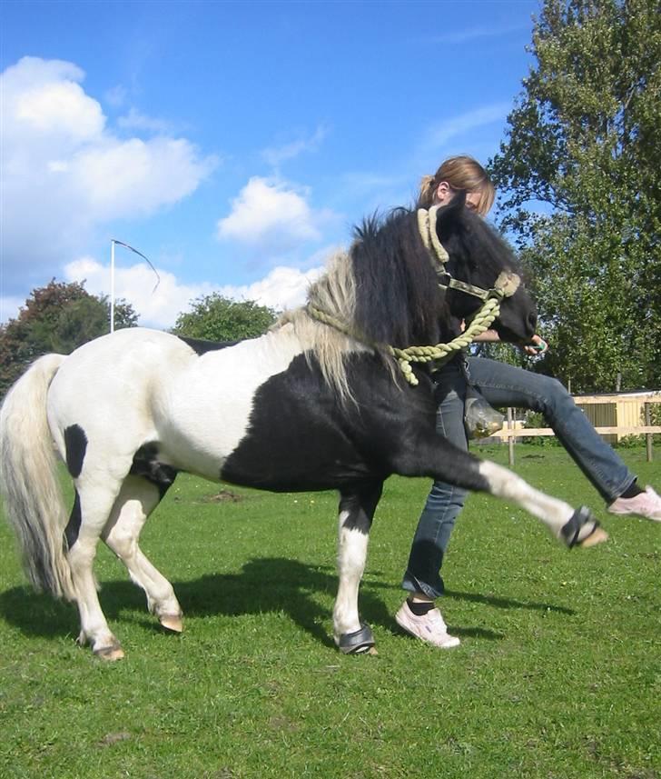Shetlænder | Kærholms Indian  - Mig & Indian i spansk skridt :P vi går i takt ;)  billede 9