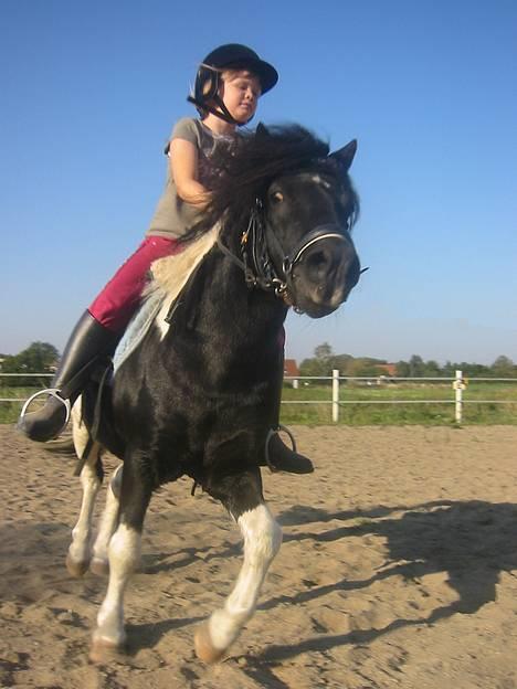 Shetlænder | Kærholms Indian  - Kristine & mig rider dressur, vi er bare bleven så god sammen c",) billede 10