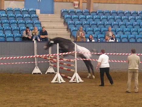 Knabstrupper Petit Lynghøj - løsspringning Vilhelmsborg 05 billede 3