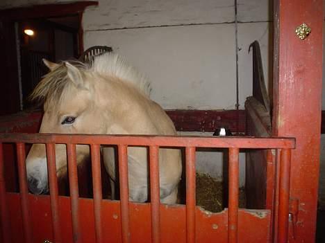 Fjordhest Guldbjergs Andy<3 - Andy , den dag jeg fik ham  <3 elsker dig pølle ..  billede 1