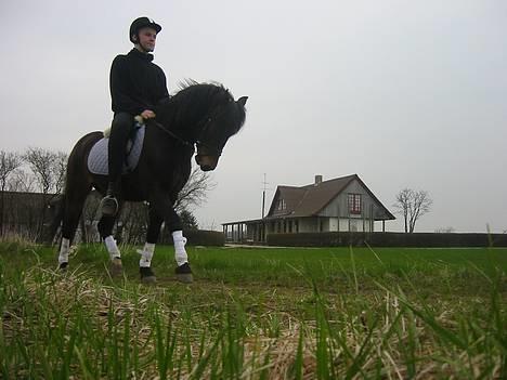 Dartmoor Max Solgt billede 17