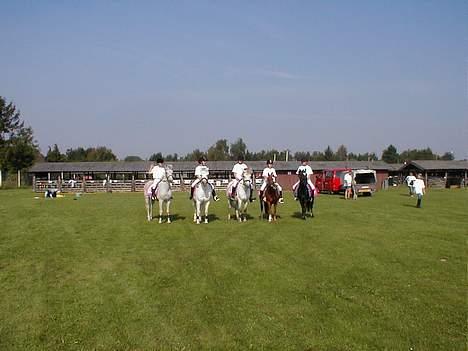 Anden særlig race Dixie  - Det er den røde lille III pony "dixie" billede 1