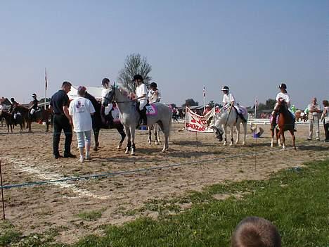 Anden særlig race Dixie  - husk det er den røde lille III pony, det her er til DM i odense med ponyerne i ponygames billede 2