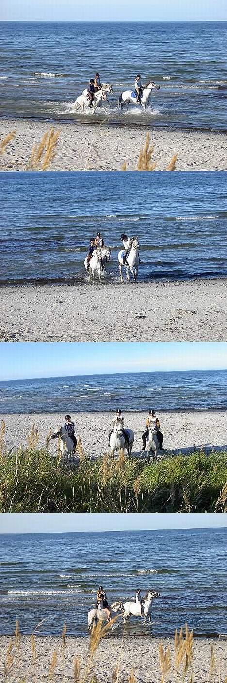 Welsh Pony af Cob-type (sec C) korreborgs nichlas - På stranden med min kusine Anna og min søs . billede 11