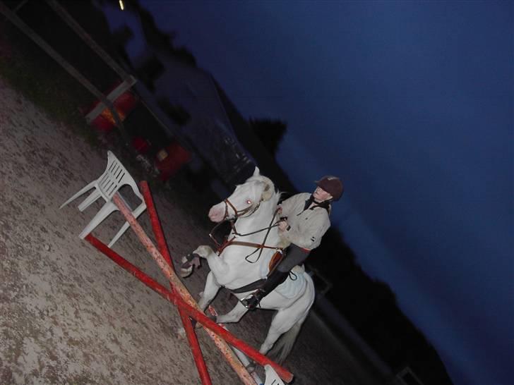 Welsh Pony af Cob-type (sec C) korreborgs nichlas - Dressurhest xD Det ser bare vildt fedt ud :] billede 12