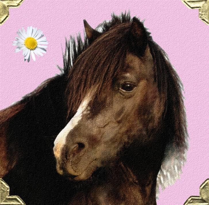Welsh Mountain (sec A) Daisy †R.I.P.† - NYE: Billede 3, 7, 12, 13, 14, 15, 16, 18, 19 & 20. billede 1