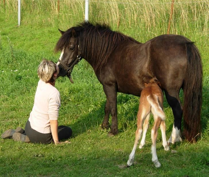 Welsh Mountain (sec A) Daisy †R.I.P.† - Daisy og Bellis - august 07. billede 2