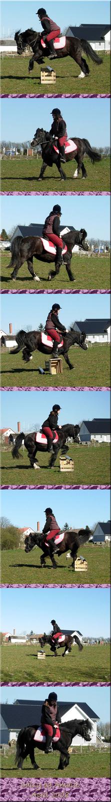 Welsh Mountain (sec A) Daisy †R.I.P.† - NYT: April 2008. billede 3