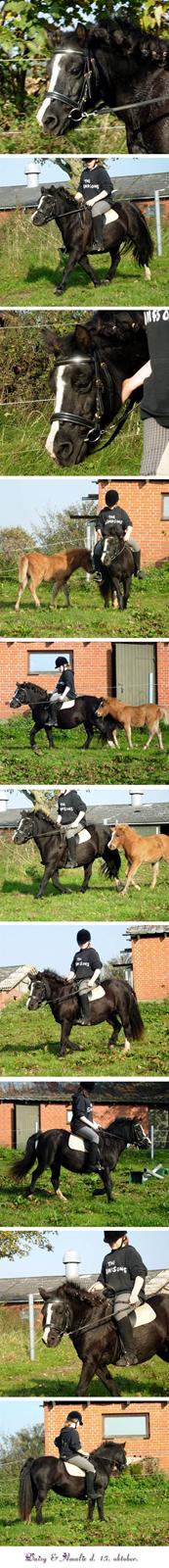 Welsh Mountain (sec A) Daisy †R.I.P.† - Oktober 2007. billede 4