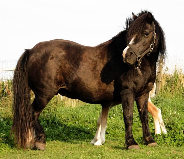Welsh Mountain (sec A) Daisy †R.I.P.† - Daisy og Bellis. billede 5