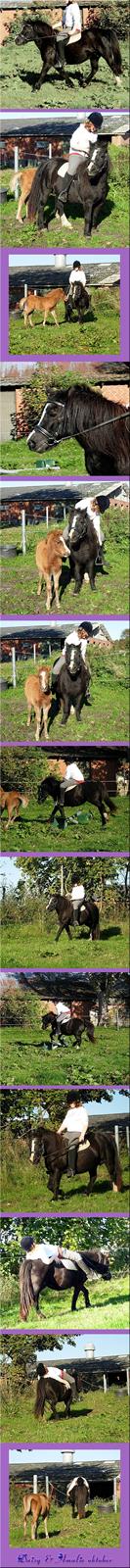 Welsh Mountain (sec A) Daisy †R.I.P.† - November 2007. billede 6