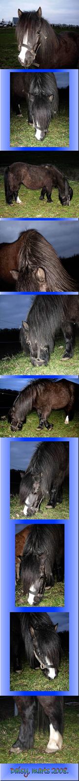 Welsh Mountain (sec A) Daisy †R.I.P.† - NYT: Daisy, marts 2008. billede 7