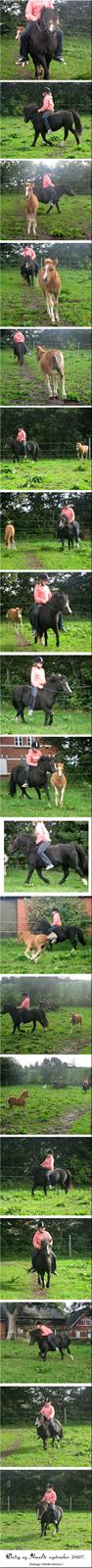Welsh Mountain (sec A) Daisy †R.I.P.† - Daisy og Amalie september 2007. billede 8