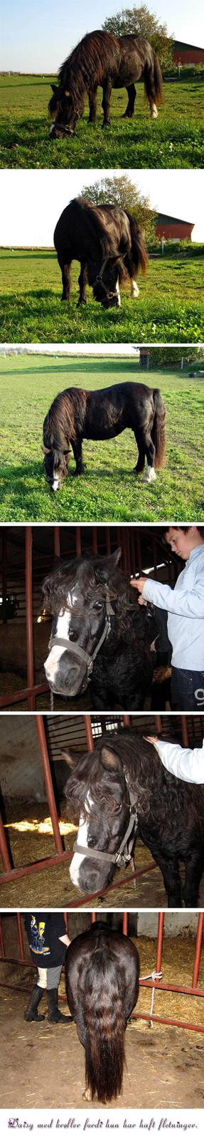 Welsh Mountain (sec A) Daisy †R.I.P.† - Daisy med krøller, oktober 2007  ;D billede 9