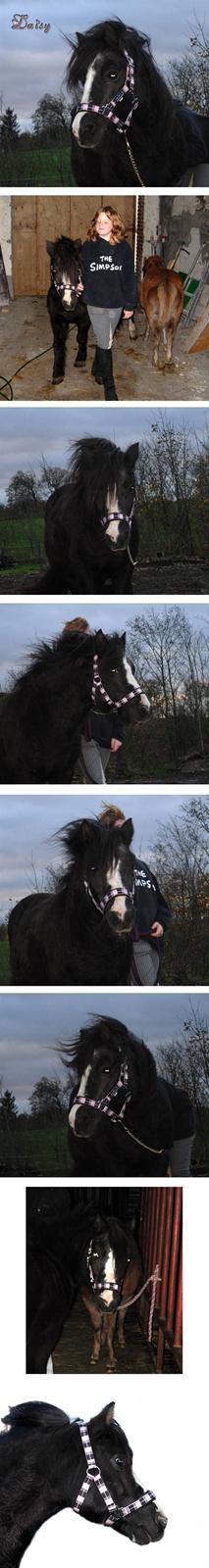 Welsh Mountain (sec A) Daisy †R.I.P.† - Daisy med sin nye grime, november 2007. billede 10