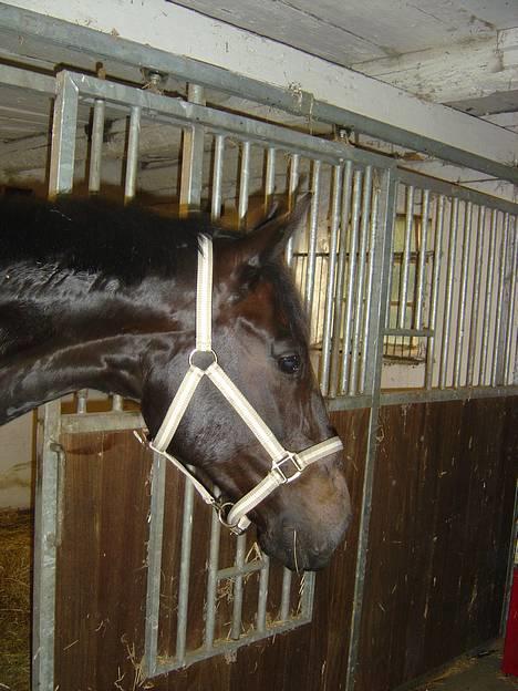 Anden særlig race ++Loke, Elsket & savnet++ - Loke..! billede 19