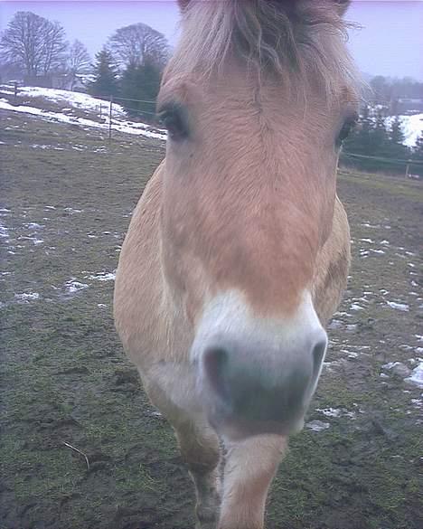 Fjordhest Prins Wilton R.I.P. :'( - HEY MAMA!! billede 4