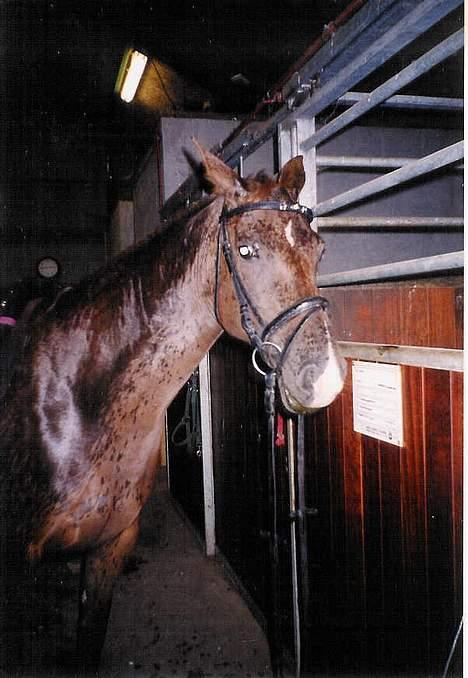 Anden særlig race Cherie > død 30.okt.< - Tja... - vi var ude og ride da det pludselig stod ned i stænger... hun lignede en drukken mus... thihihi (1998) billede 12