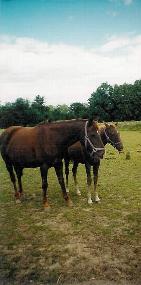 Anden særlig race Cherie > død 30.okt.< - mor og datter billede 13