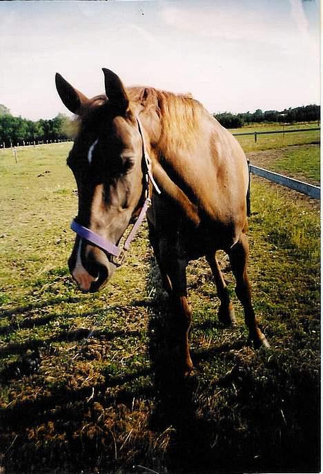 Anden særlig race Cherie > død 30.okt.< - Er hun ikke bare en utrolig dejlig pige??  billede 15