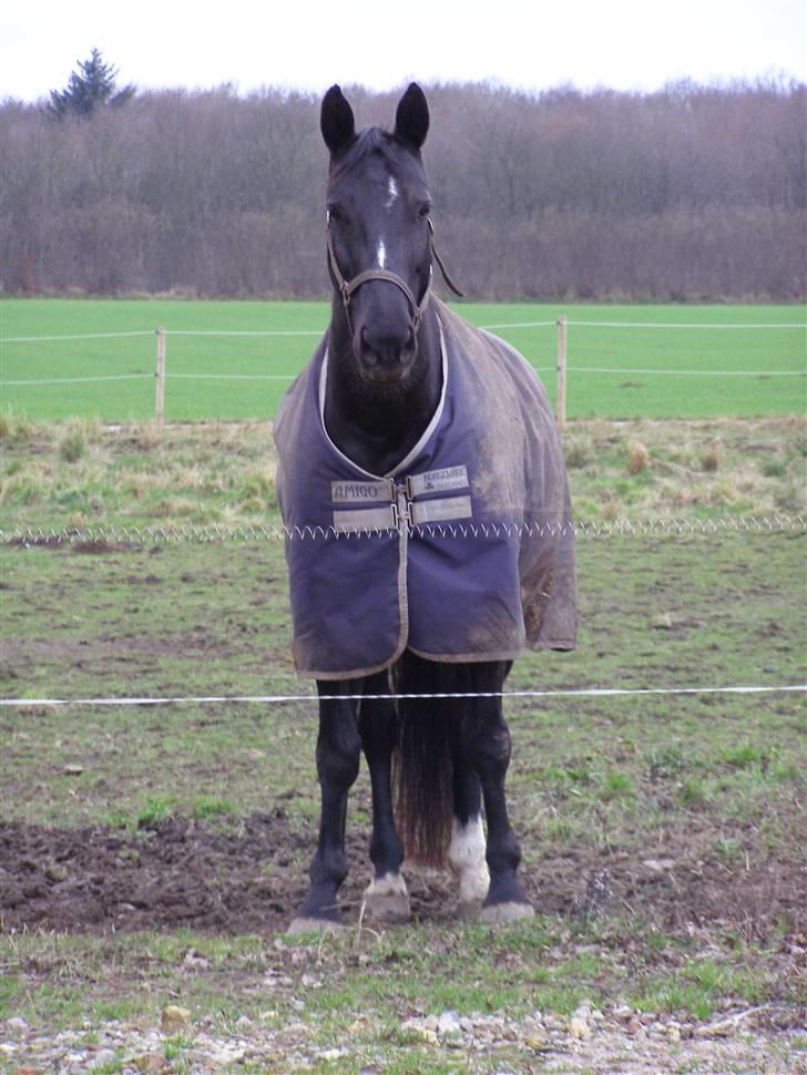 Anden særlig race Trojka (Himmelhest) - 26.dec 08 billede 2