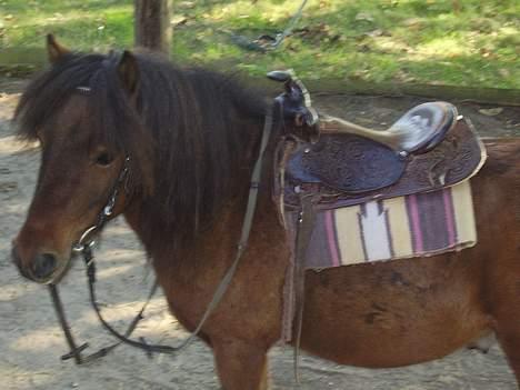 Anden særlig race Charlie - 21-09-2005 Her kan man rigtig se hans man inden den blev klippet, den filtrede sig altid ind i tøjlerne så de var svært at ride, så vi måtte klippe den af :( billede 17