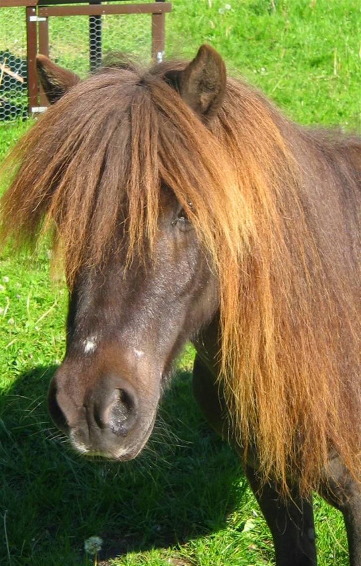 Shetlænder Mini Pony. billede 1