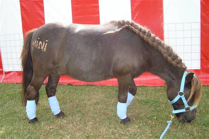 Shetlænder Mini Pony. - Det fynske dyrskue 2008 billede 2