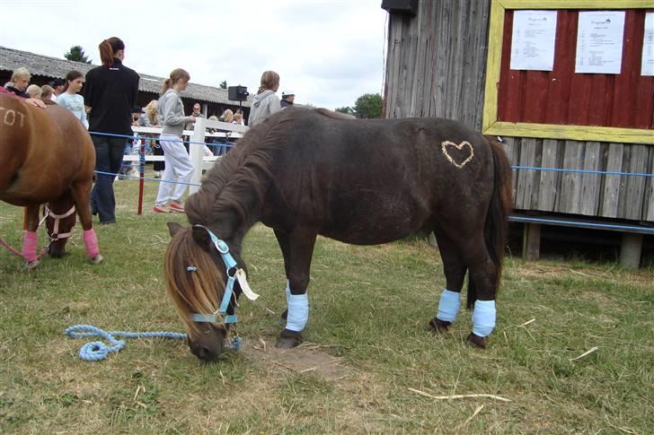 Shetlænder Mini Pony. - Det fynske dyrskue 2008 billede 3