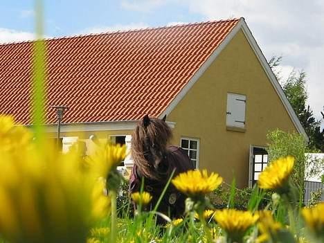 Shetlænder Mini Pony. billede 4