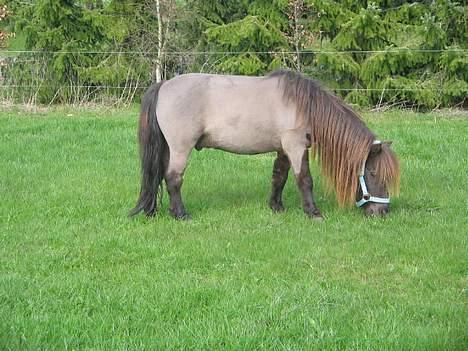 Shetlænder Mini Pony. billede 5