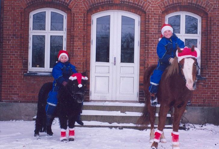 Shetlænder Mini Pony. billede 6