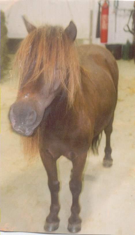 Shetlænder Mini Pony. billede 7